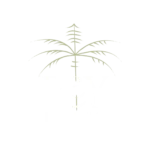 Rey Mestizo